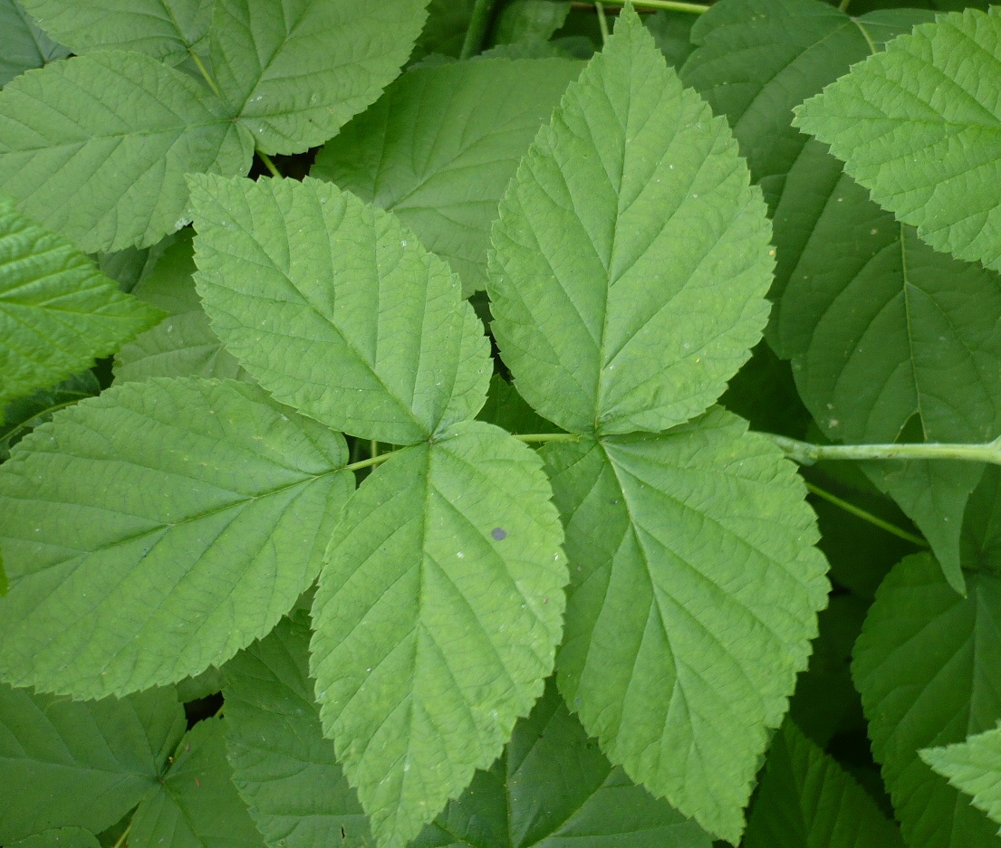 Изображение особи Rubus idaeus.