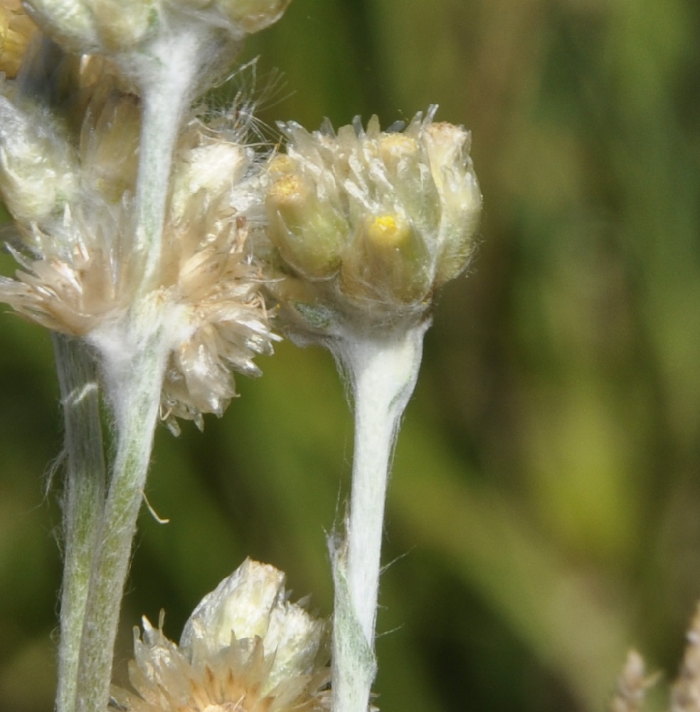 Image of Laphangium luteoalbum specimen.