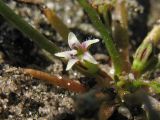 Limosella aquatica. Цветок. Нидерланды, провинция Groningen, окр. города Veendam, на дне пересохшей лужи. 13 сентября 2008 г.