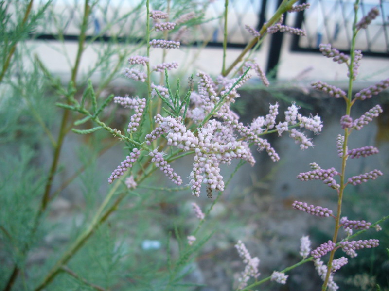 Image of Tamarix ramosissima specimen.