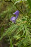 Aconitum nasutum. Цветок м часть листа. Карачаево-Черкесия, окр. г. Теберда, долина р. Бадук. 23.08.2014.