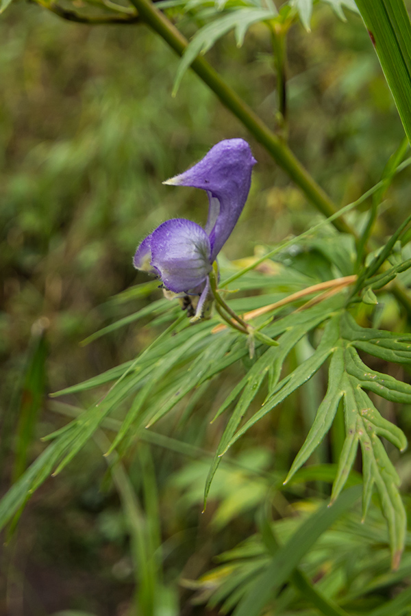 Изображение особи Aconitum nasutum.