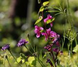 Clarkia unguiculata. Верхняя часть цветущего растения. Московская обл., Раменский р-н, окр. дер. Хрипань, садовый участок. 04.08.2014.