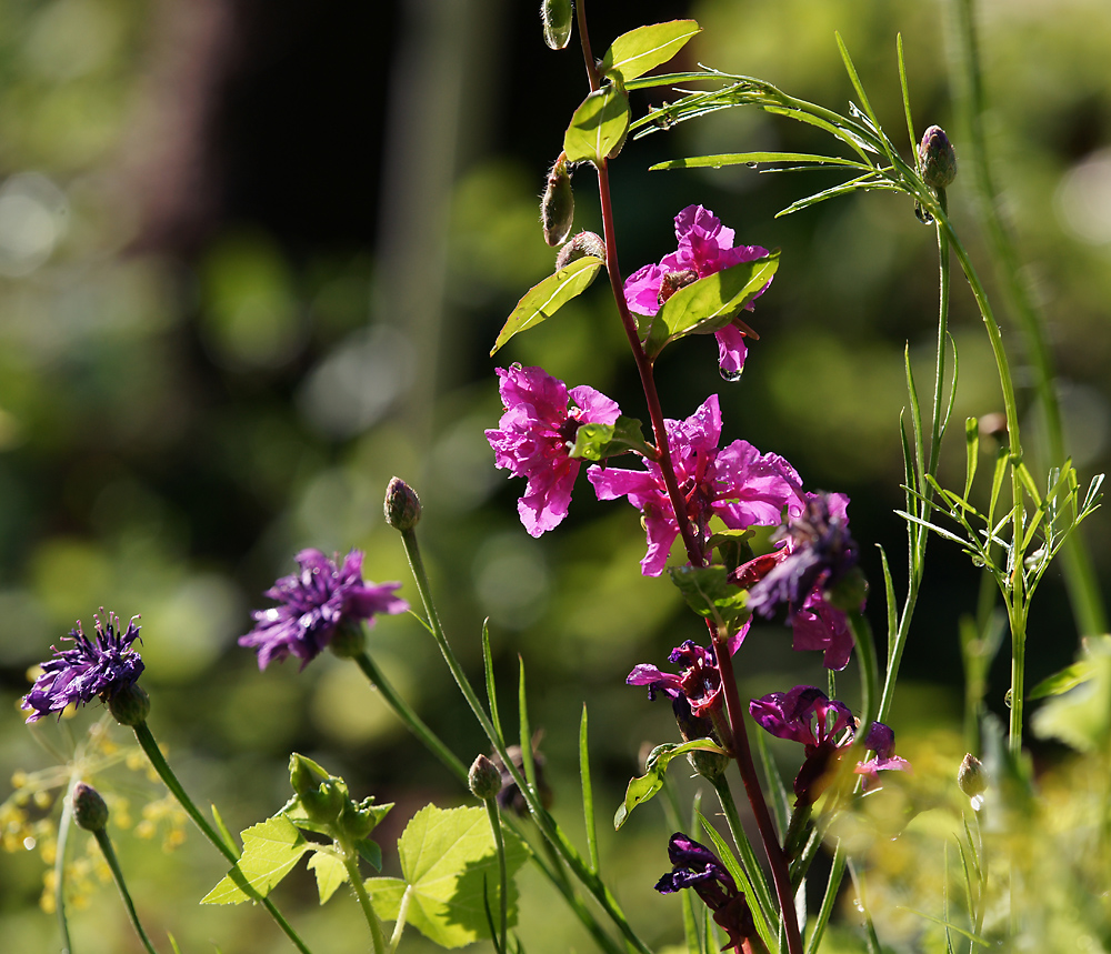 Image of Clarkia unguiculata specimen.