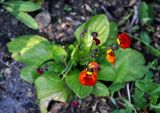 Calceolaria × herbeohybrida. Цветки. Соловецкие острова, остров Большой Соловецкий, ботанический сад Соловецкого музея-заповедника. 07.07.2014.