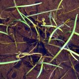Sparganium hyperboreum