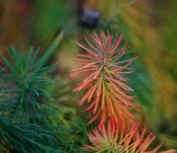 Euphorbia cyparissias. Верхушки побегов в обычной и осенней раскраске. Московская обл., Раменский р-н, окр. дер. Хрипань, садовый участок. 29.09.2014.