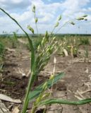 Panicum subspecies ruderale