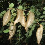 View full-size image Colutea orientalis