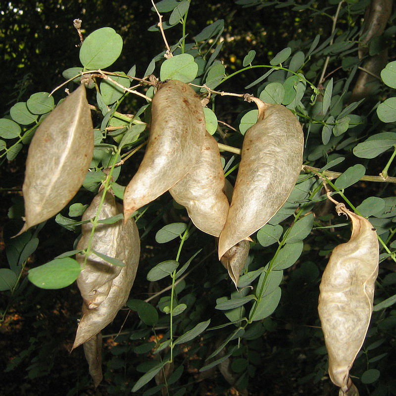 Image of Colutea orientalis specimen.