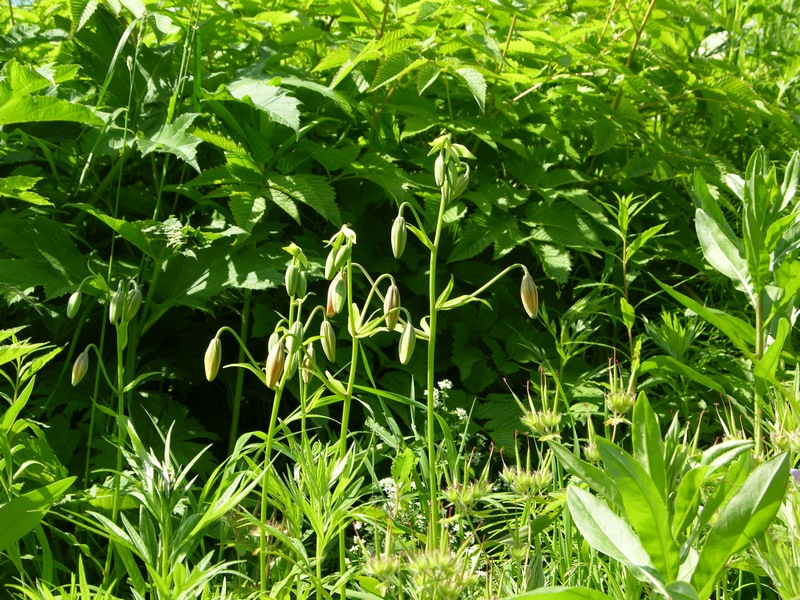 Изображение особи Lilium debile.