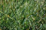 Gypsophila patrinii