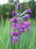 Gladiolus tenuis. Соцветие. Пензенская обл., Спасский р-н, с. Ново-Зубово, лес Частый, низина. 13.06.2009.