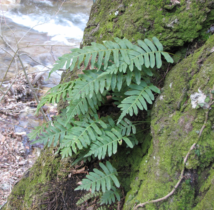 Image of Polypodium vulgare specimen.