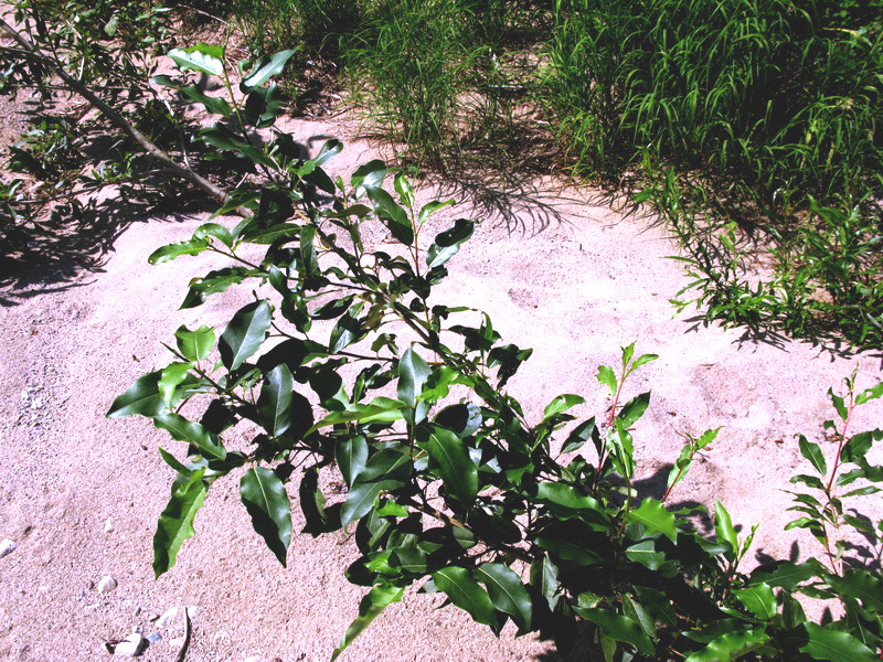 Image of Populus laurifolia specimen.