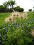 Pulsatilla ucrainica. Плодоносящее растение в степной балке. Днепропетровская обл., начало мая.