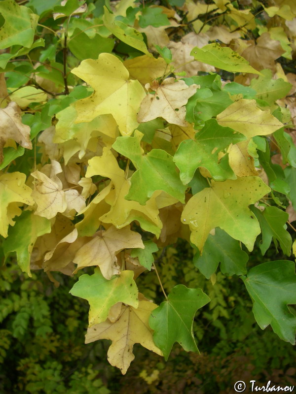 Image of Acer campestre specimen.