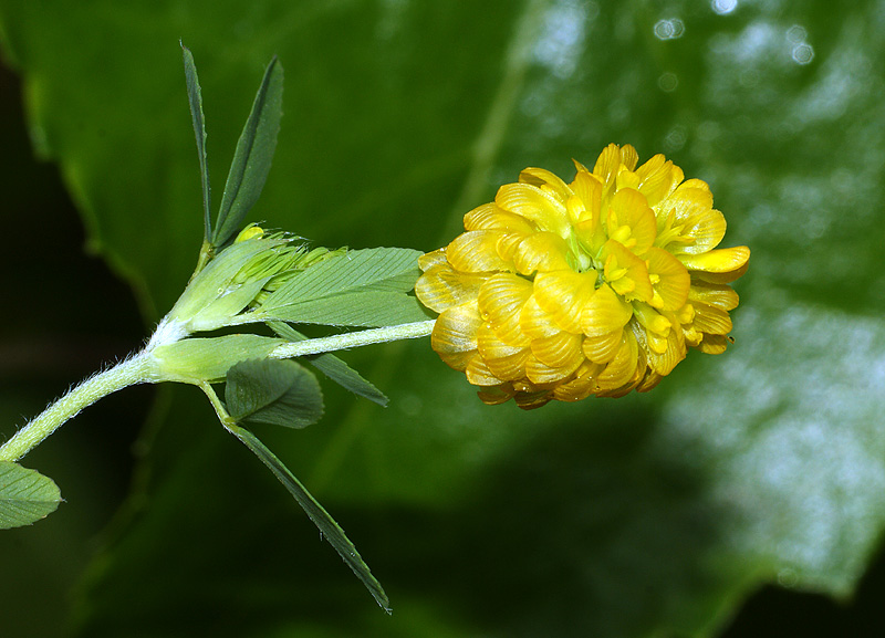 Image of Trifolium aureum specimen.