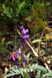 Polygala comosa