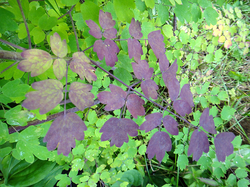 Image of Thalictrum minus specimen.