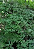 Acer mandshuricum