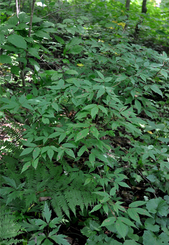 Image of Acer mandshuricum specimen.