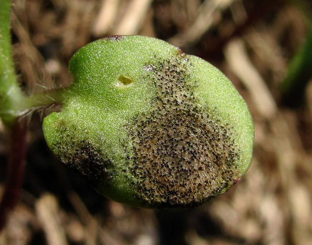 Image of Galeopsis bifida specimen.