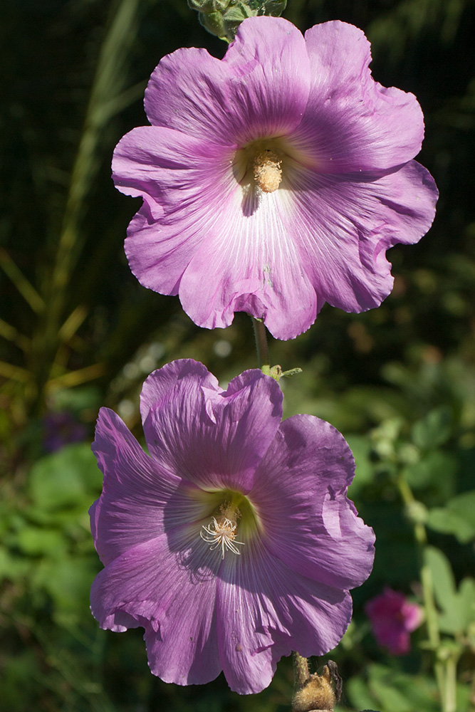 Изображение особи Alcea setosa.