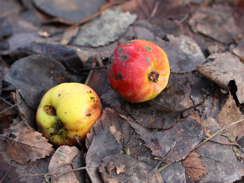 Image of Malus prunifolia specimen.