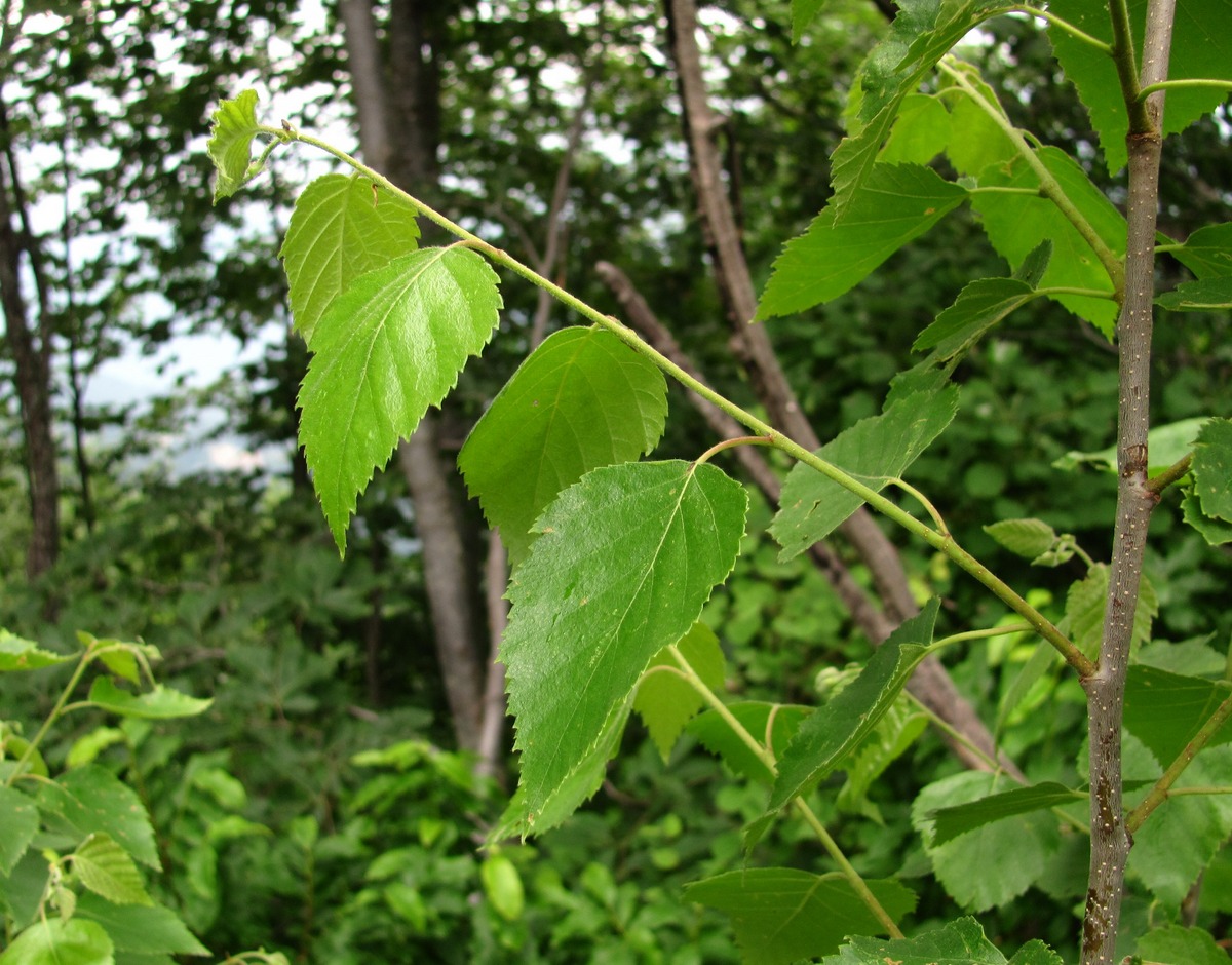 Изображение особи Betula pubescens.