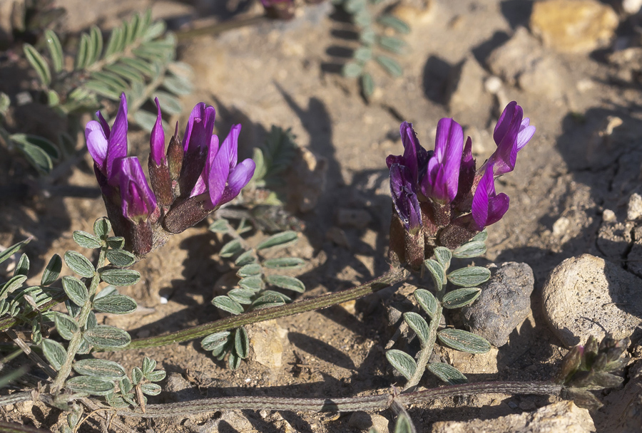 Image of Astragalus cancellatus specimen.