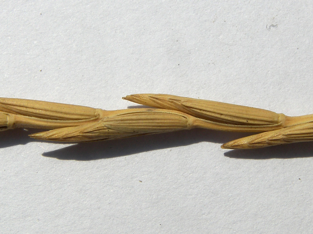 Image of Elytrigia gracillima specimen.