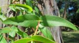genus Eucalyptus. Часть побега. Абхазия, Гагрский р-н, окр. г. Пицунда. 11.06.2012.