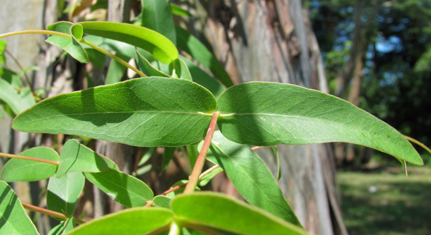 Изображение особи род Eucalyptus.