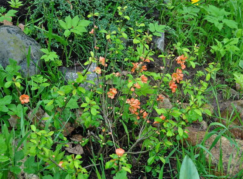 Image of Chaenomeles japonica specimen.