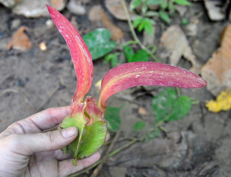 Изображение особи Dipterocarpus grandiflorus.
