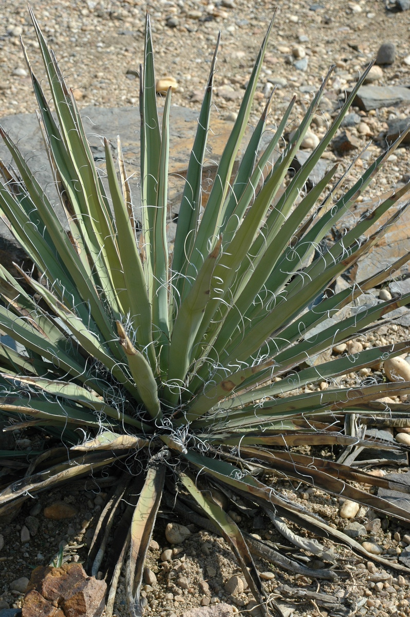 Изображение особи Yucca baccata.