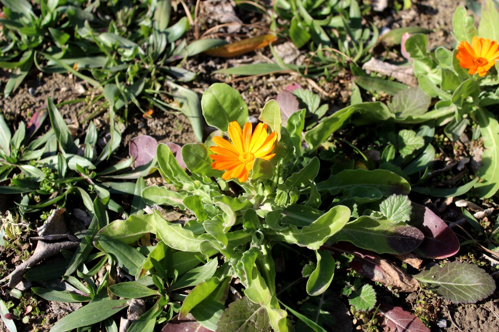 Image of Calendula officinalis specimen.