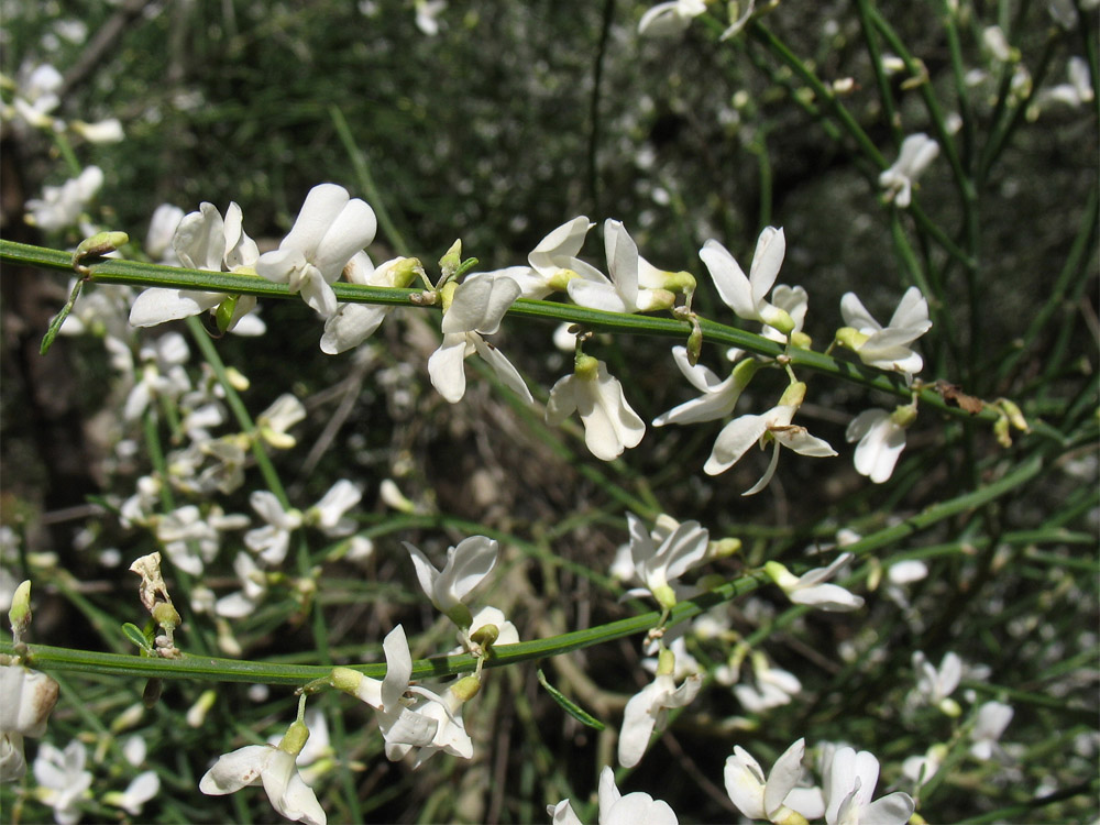 Изображение особи Cytisus filipes.