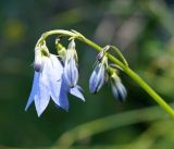 Adenophora himalayana. Верхушка побега с цветком и бутонами. Кыргызстан, Нарынская обл., левый берег р. М. Нарын, окр. с. Эки-Нарын. 23.06.2015.