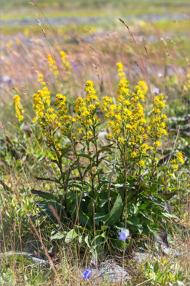 Image of Solidago virgaurea ssp. lapponica specimen.