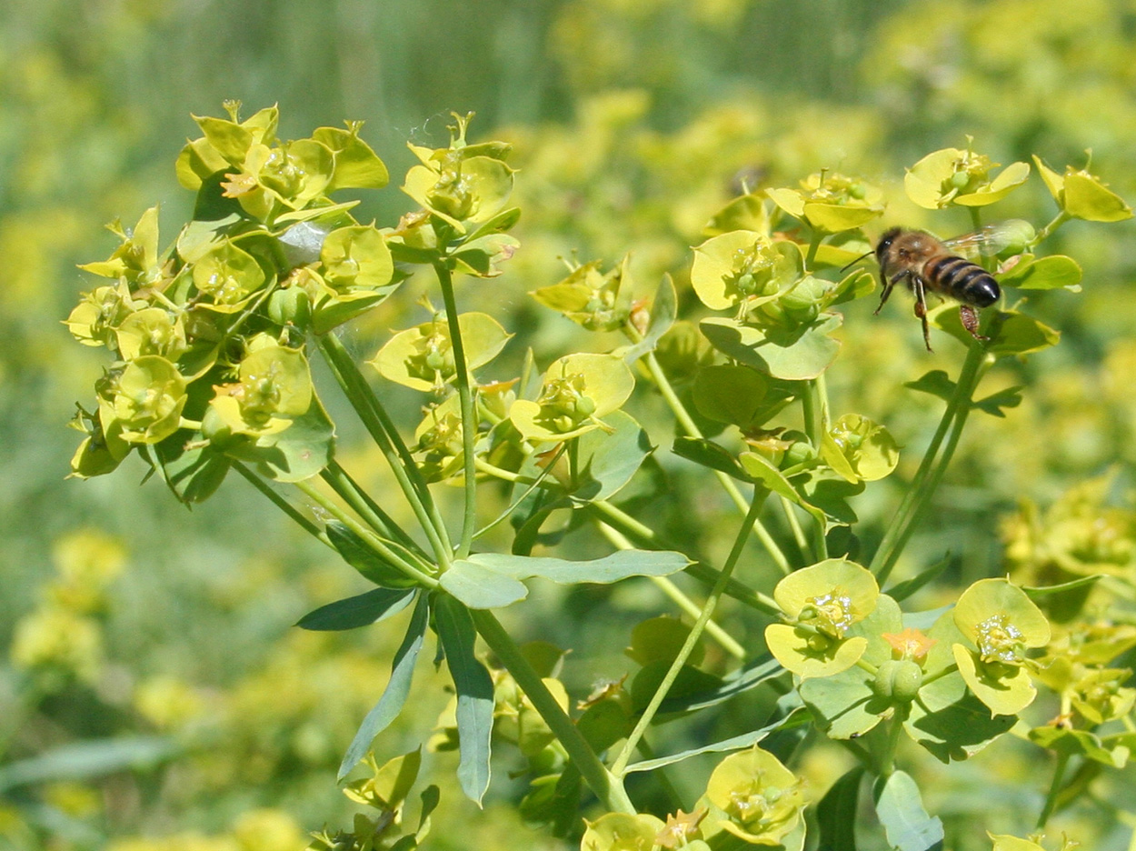 Изображение особи Euphorbia virgata.