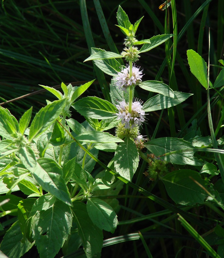 Изображение особи Mentha arvensis.