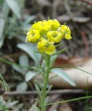 Alyssum lenense. Верхушка побега с соцветием. Якутия (Саха), южные окр. г. Якутска, холмы. 11.06.2012.