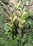 Pedicularis sceptrum-carolinum. Цветущее растение. Якутия (Саха), Нерюнгринский р-н, окр. перевала Тит, около дороги. 26.06.2008.
