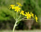 Tephroseris integrifolia