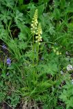 Pedicularis incarnata. Цветущее растение. Бурятия, Окинский р-н, перевал Чойган-Дабан, ≈ 1900 м н.у.м., луг у верхней границы леса. 05.07.2015.