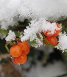 Solanum olgae. Соплодия под снегом. Узбекистан, г. Ташкент, пос. Улугбек, сорное на огороде. 08.11.2011.