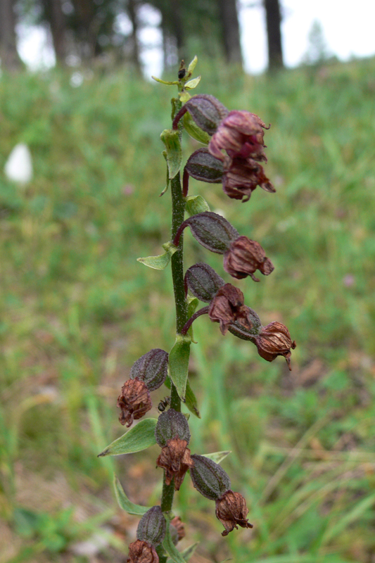 Image of Epipactis atrorubens specimen.