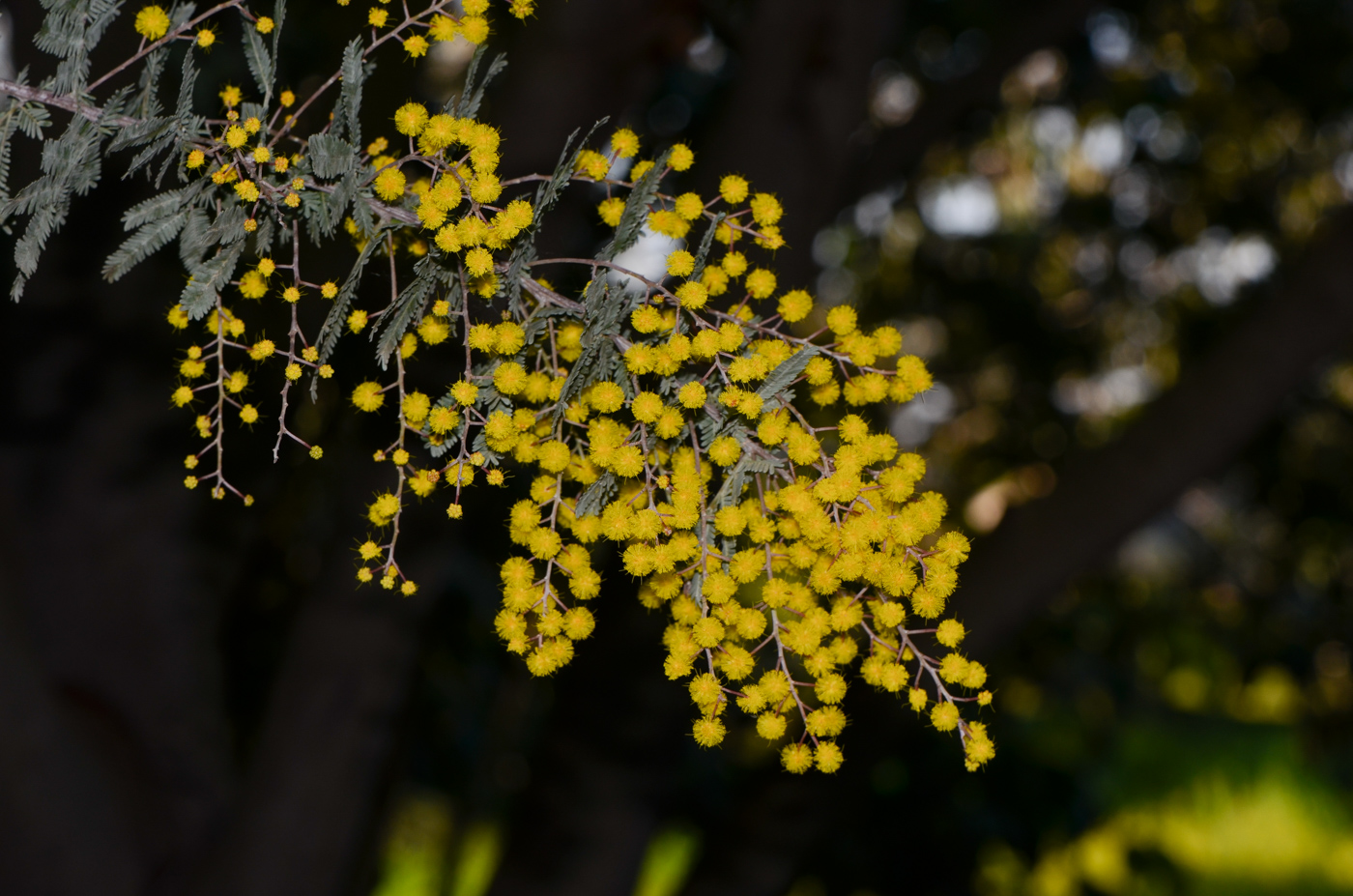 Изображение особи Acacia baileyana.